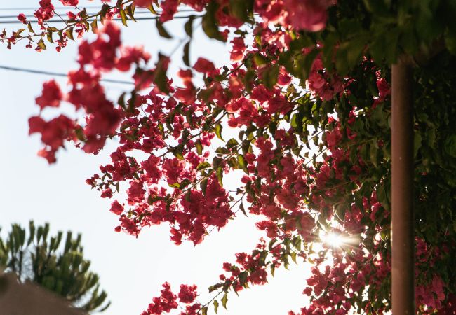Maison à Almada - Charneca Caparica I Casa Rei Maison à Almada - Charneca Caparica I Casa Rei
